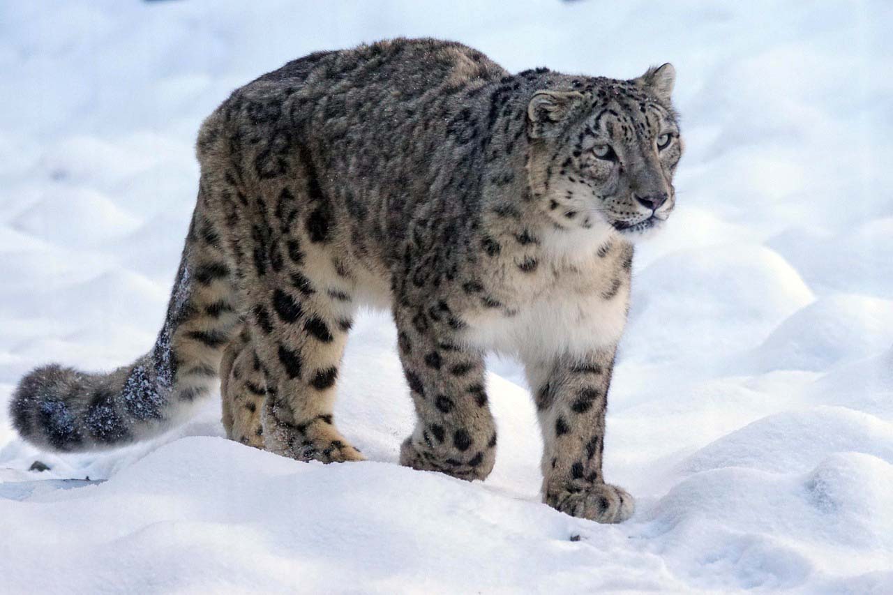 ladakhi Snow Leopard