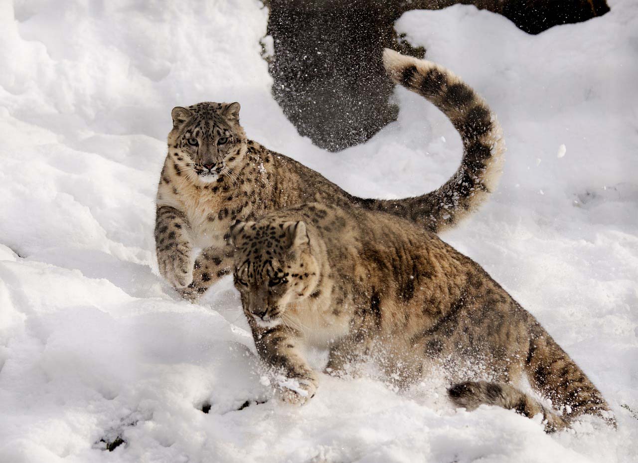 ladakhi Snow Leopard