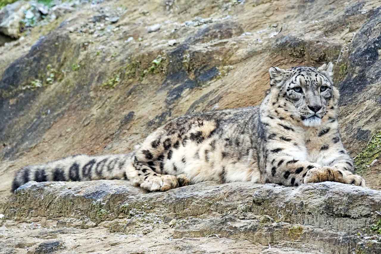 ladakhi Snow Leopard