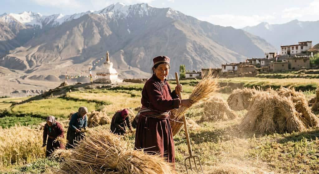 Ladakh Farming
